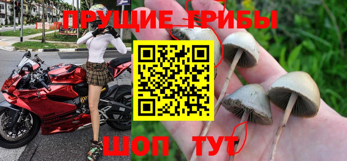 Псилоцибиновые грибы мицелий  Вход с VPN  магазин продажи наркотиков  Галлюциногенные грибы Cubensis  Тихорецк 